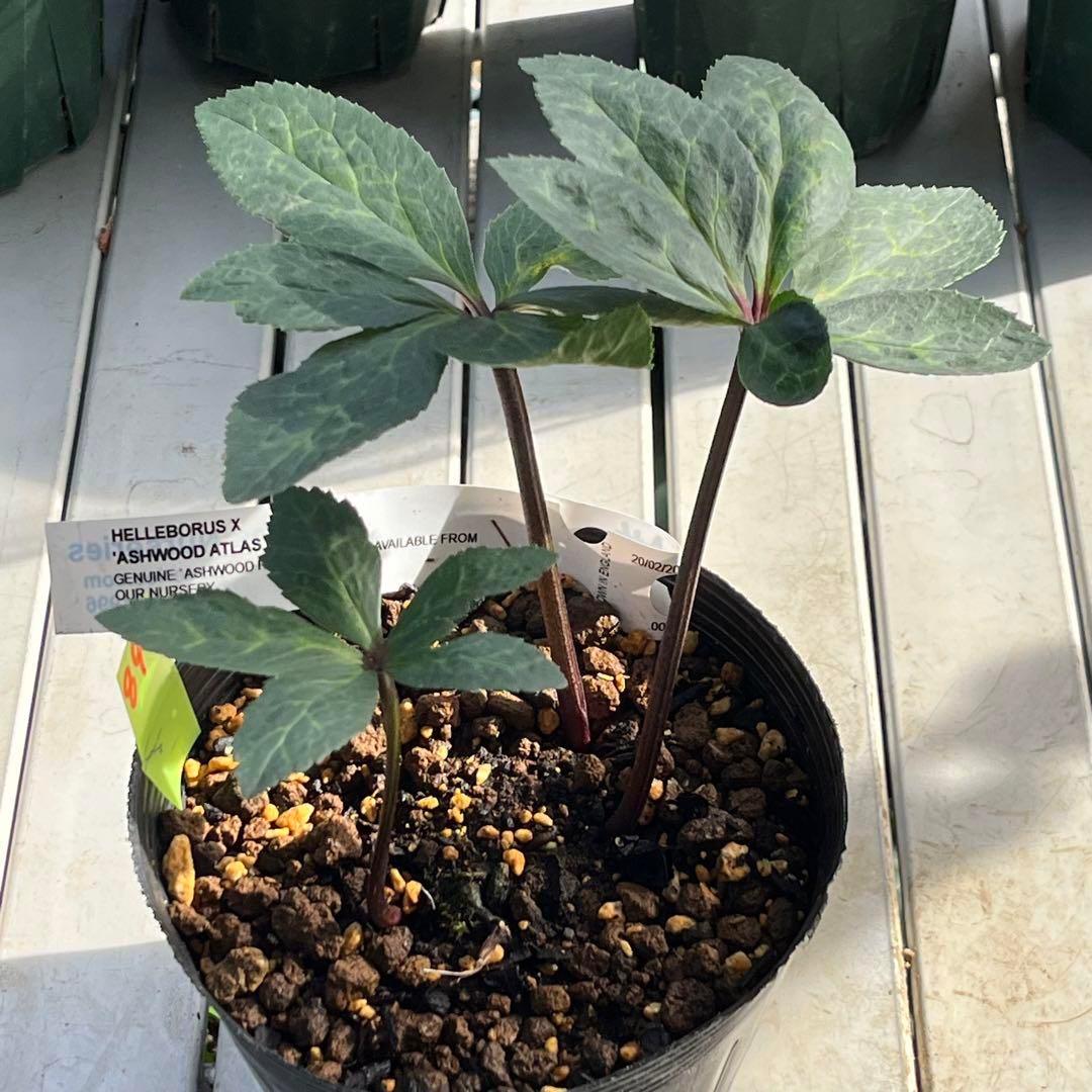 ✱*✱様 ❤️開花株❤️897Ash【ATLAS】超巨大充実❤️超大株❤️根パン