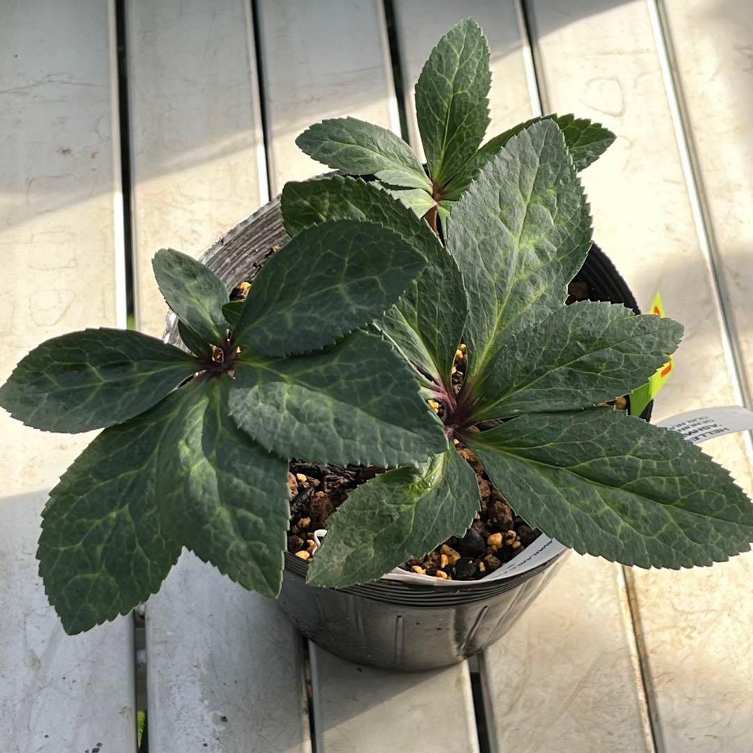 ✱*✱様 ❤️開花株❤️897Ash【ATLAS】超巨大充実❤️超大株❤️根パン