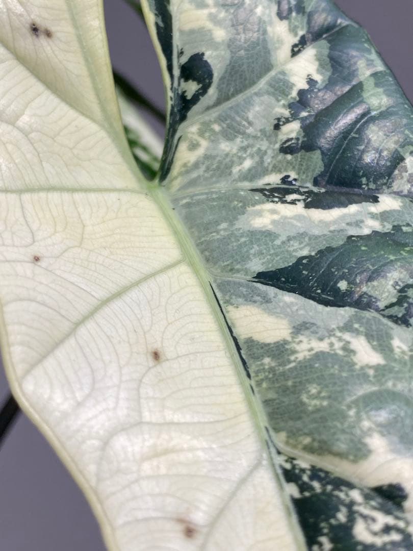 【超希少‼️美株✨】アロカシア　シンポ　アルボ　斑入り　白斑　レア　人気メルカリ便