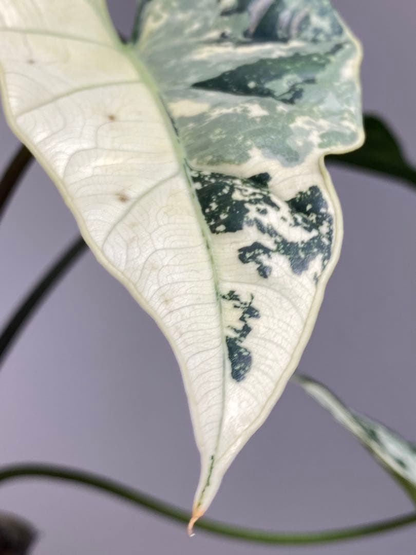 【超希少‼️美株✨】アロカシア　シンポ　アルボ　斑入り　白斑　レア　人気メルカリ便