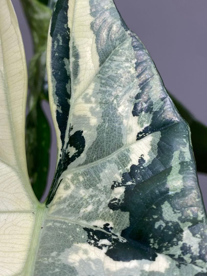 【超希少‼️美株✨】アロカシア　シンポ　アルボ　斑入り　白斑　レア　人気メルカリ便