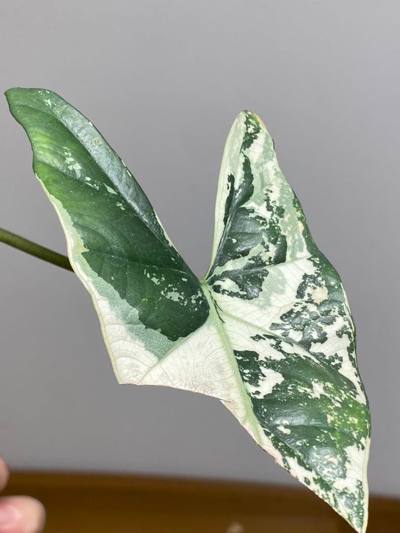 【超希少‼️美株✨】アロカシア　シンポ　アルボ　斑入り　白斑　レア　人気メルカリ便