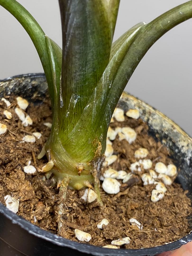 【超希少‼️美株✨】アロカシア　シンポ　アルボ　斑入り　白斑　レア　人気メルカリ便