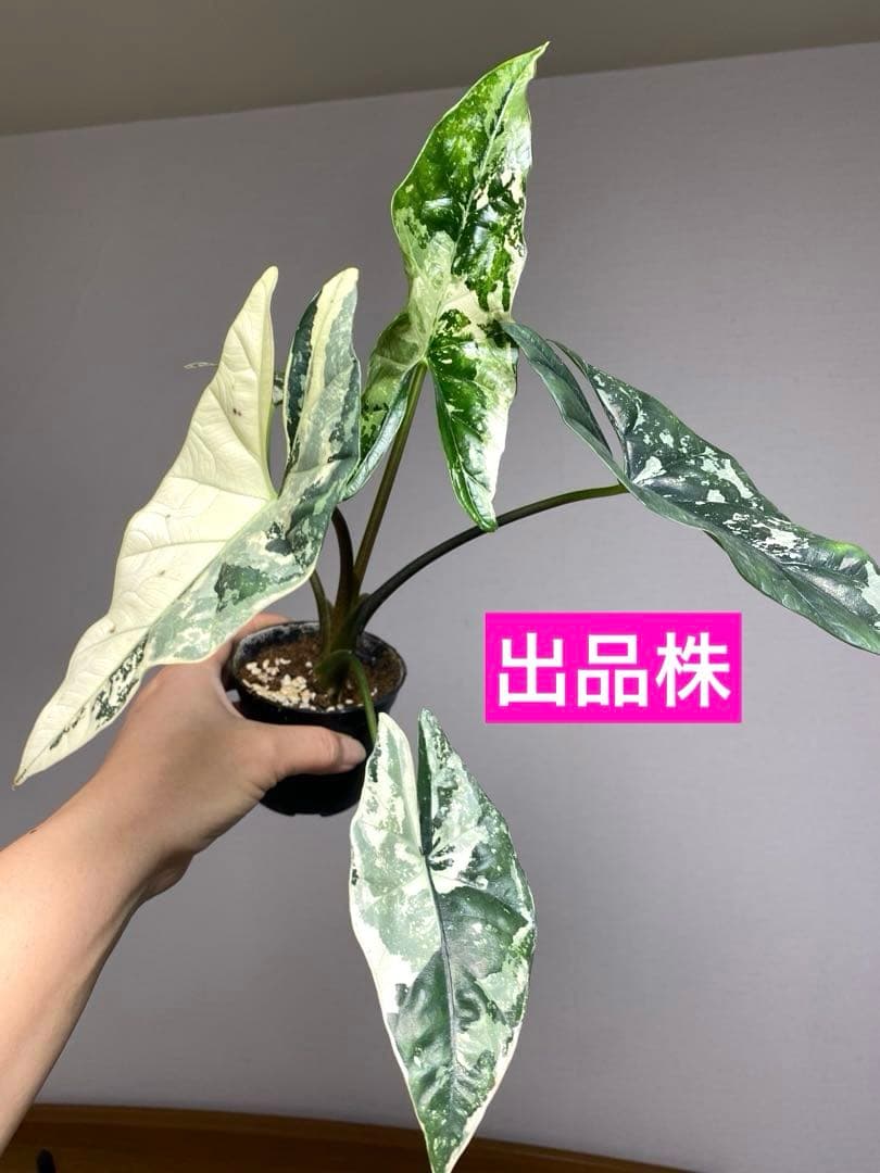【超希少‼️美株✨】アロカシア　シンポ　アルボ　斑入り　白斑　レア　人気メルカリ便