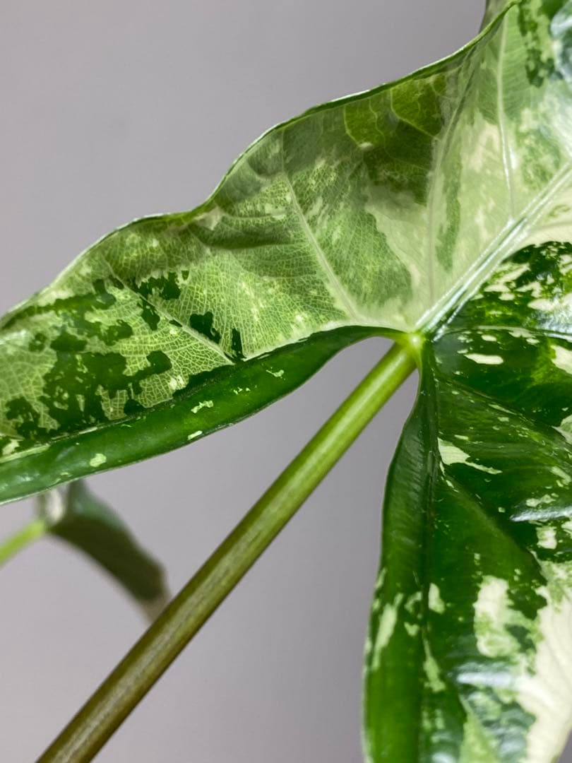 【超希少‼️美株✨】アロカシア　シンポ　アルボ　斑入り　白斑　レア　人気メルカリ便