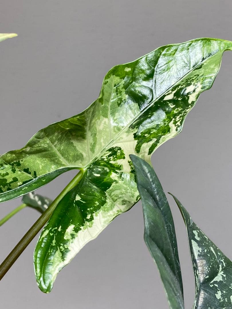 【超希少‼️美株✨】アロカシア　シンポ　アルボ　斑入り　白斑　レア　人気メルカリ便