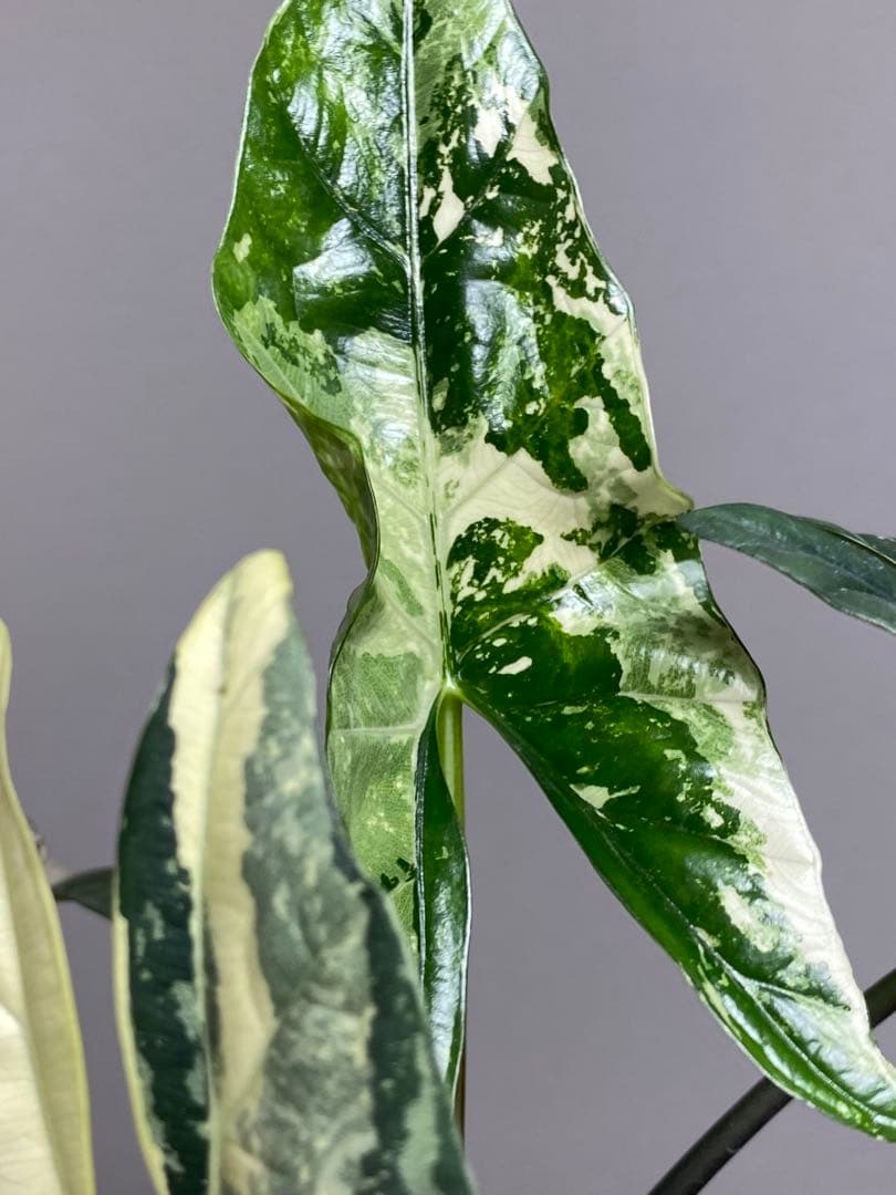 【超希少‼️美株✨】アロカシア　シンポ　アルボ　斑入り　白斑　レア　人気メルカリ便