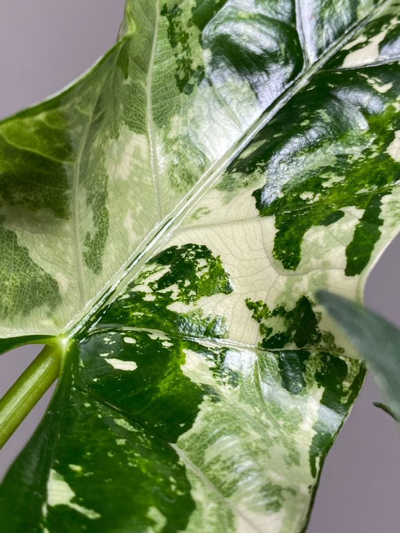 【超希少‼️美株✨】アロカシア　シンポ　アルボ　斑入り　白斑　レア　人気メルカリ便