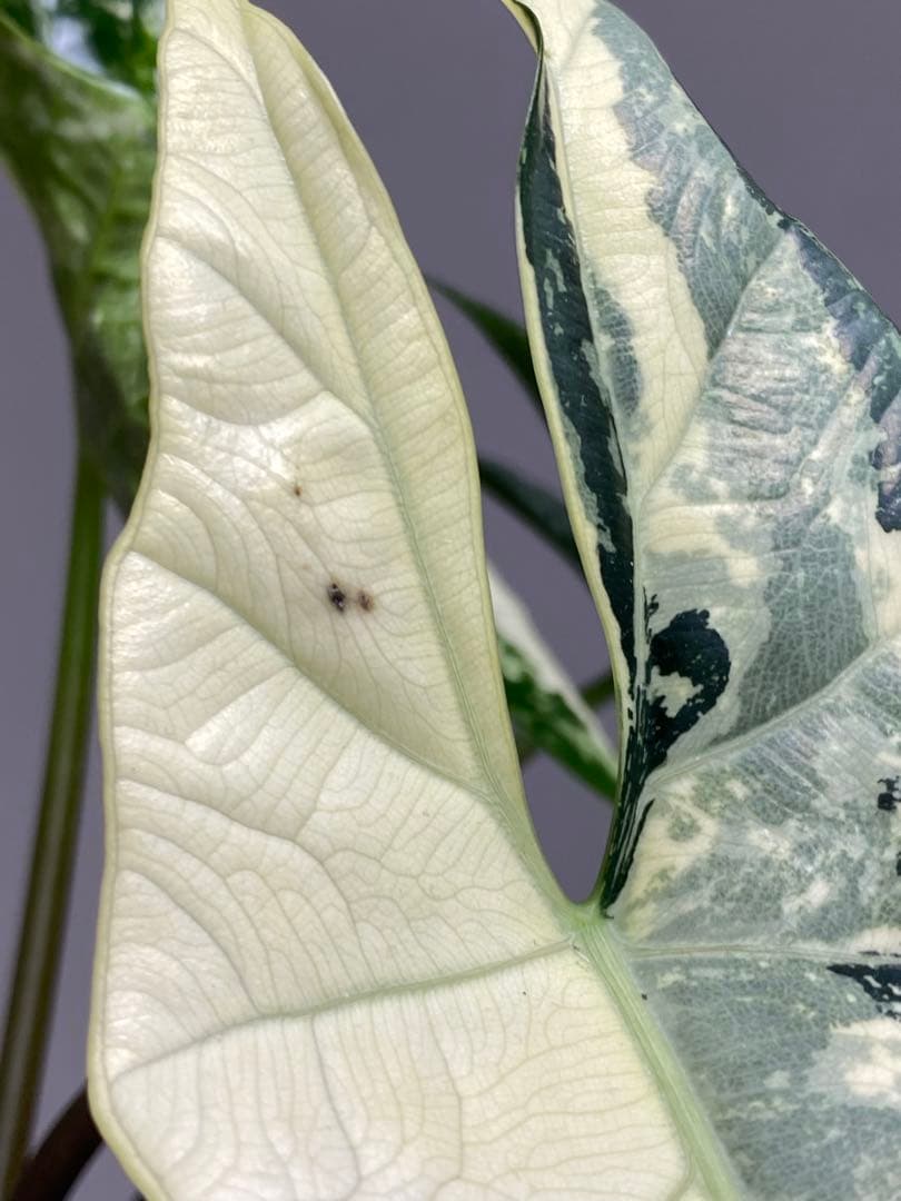 【超希少‼️美株✨】アロカシア　シンポ　アルボ　斑入り　白斑　レア　人気メルカリ便