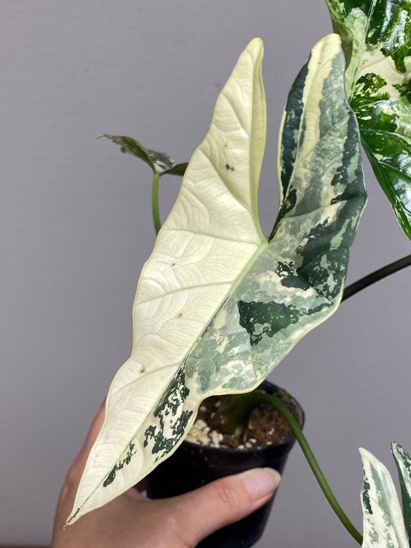 【超希少‼️美株✨】アロカシア　シンポ　アルボ　斑入り　白斑　レア　人気メルカリ便