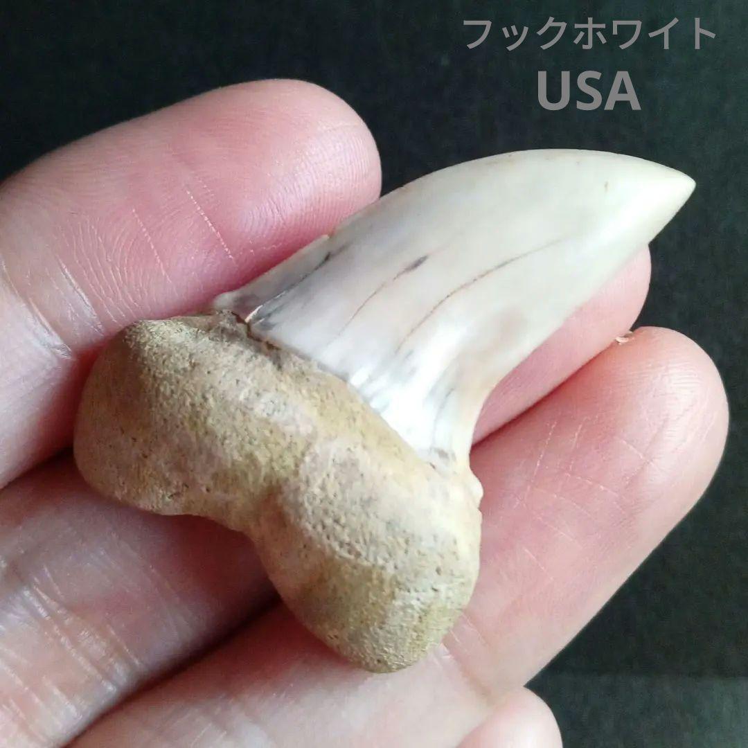 サメの歯化石　ホホジロザメ「フックホワイト」約43mm　極美麗　希少種