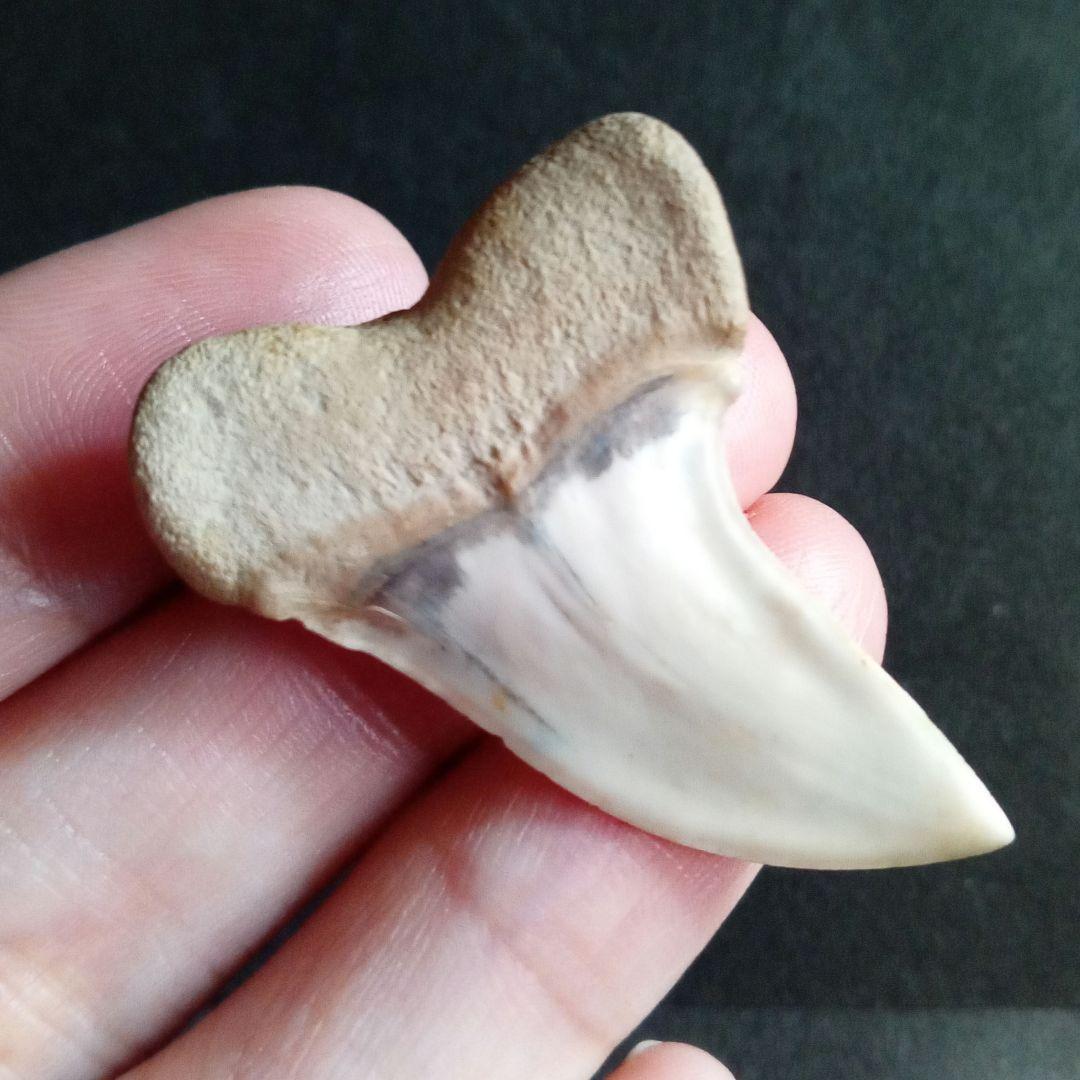 サメの歯化石　ホホジロザメ「フックホワイト」約43mm　極美麗　希少種