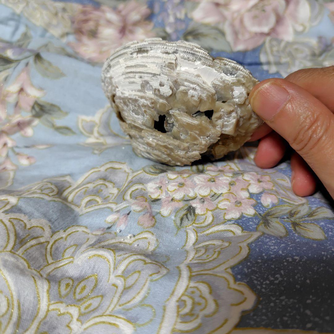 今夜限定❤貝化石カルサイト原石❤希少❤イエロー❤150g❤