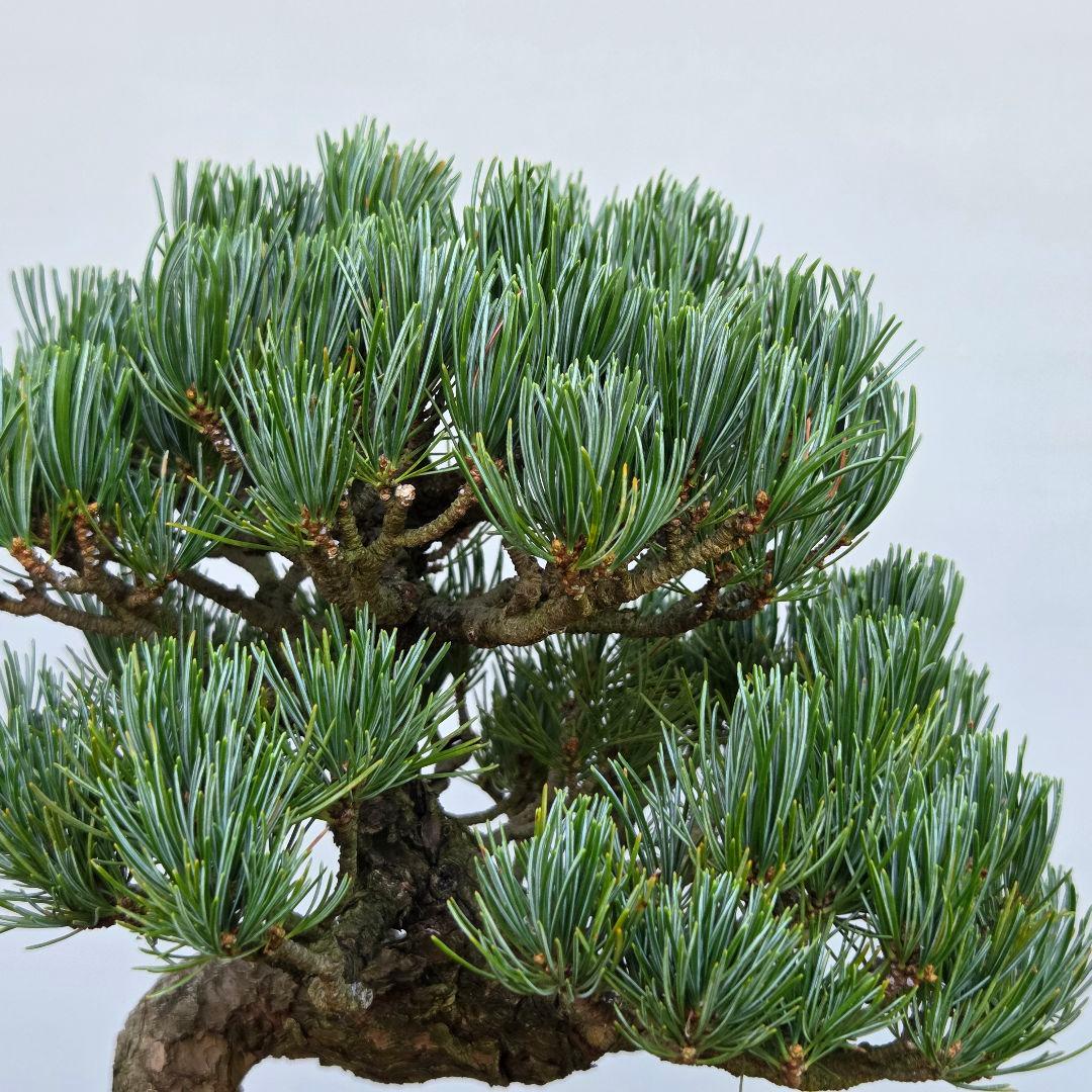宮島五葉松 八房五葉松 銀八 [模様木] 貴風盆栽 - メルカリ