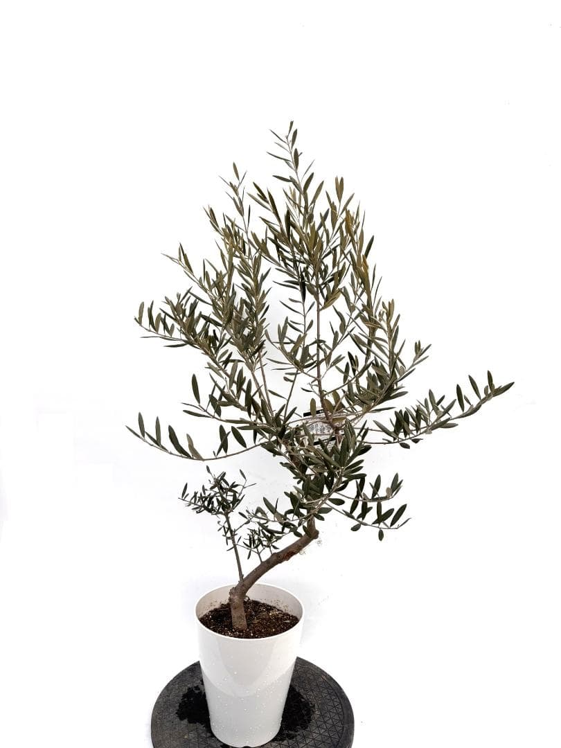 オリーブの木　デルモロッコ　7号　約110cm　K-303　希少品種　現品掲載