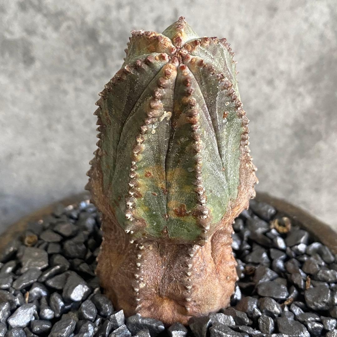 B18225☆オークション販売☆ユーフォルビア 極上木化 ヴィンテージ