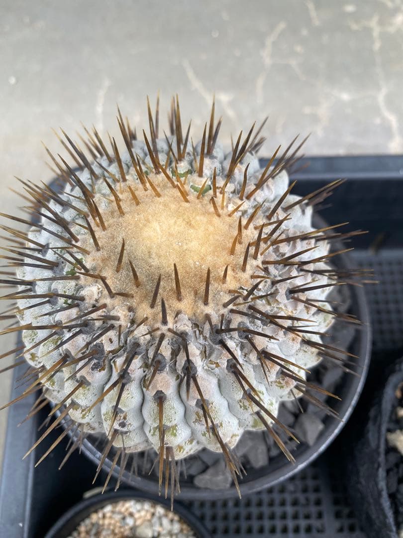 孤竜丸　現地球　激ヤバ　超真っ白肌　コレクション株　コルムナアルバ