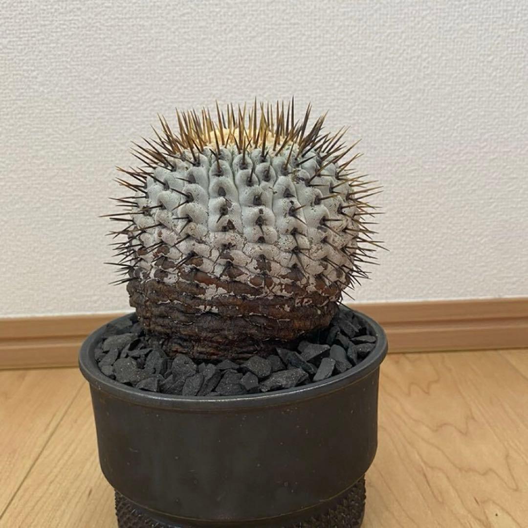 孤竜丸　現地球　激ヤバ　超真っ白肌　コレクション株　コルムナアルバ