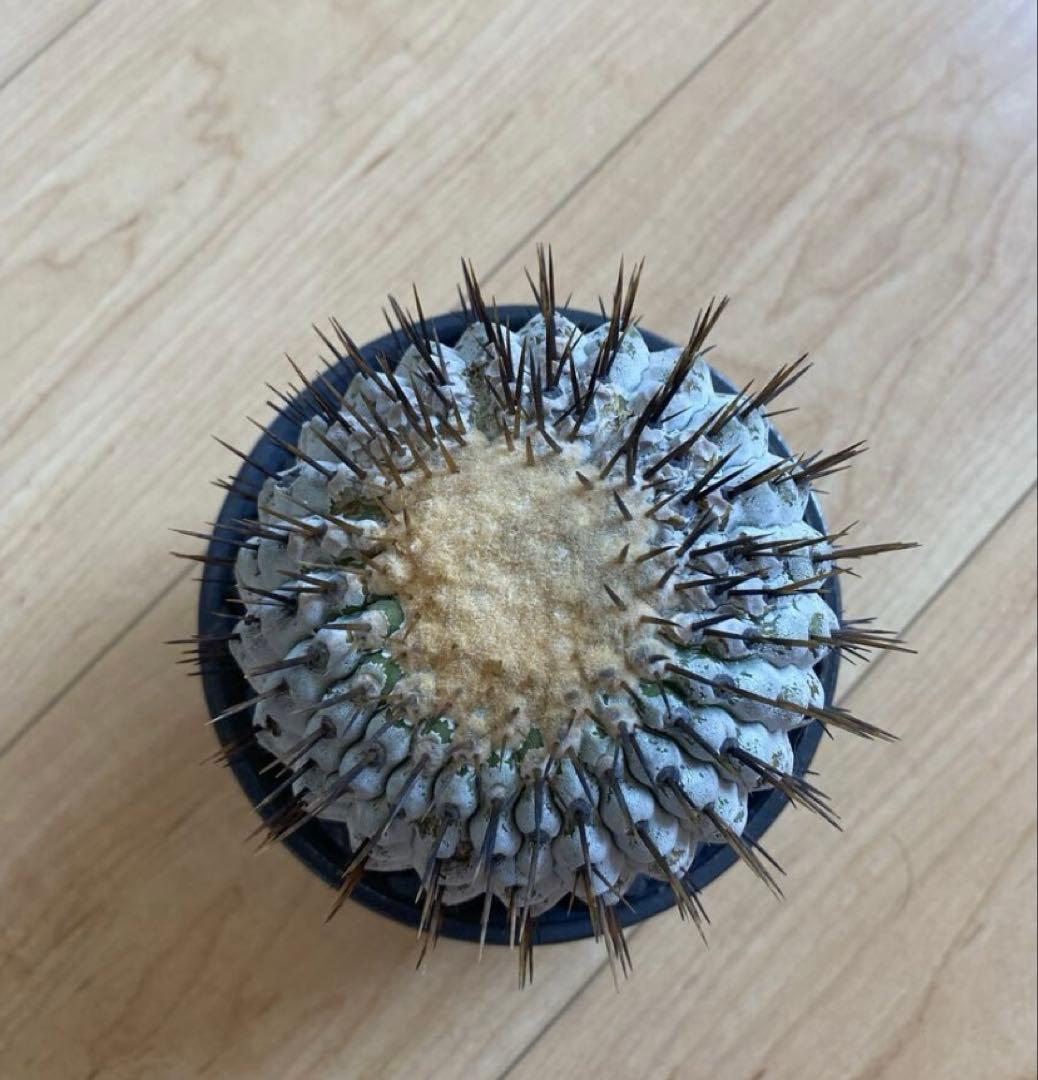 孤竜丸　現地球　激ヤバ　超真っ白肌　コレクション株　コルムナアルバ