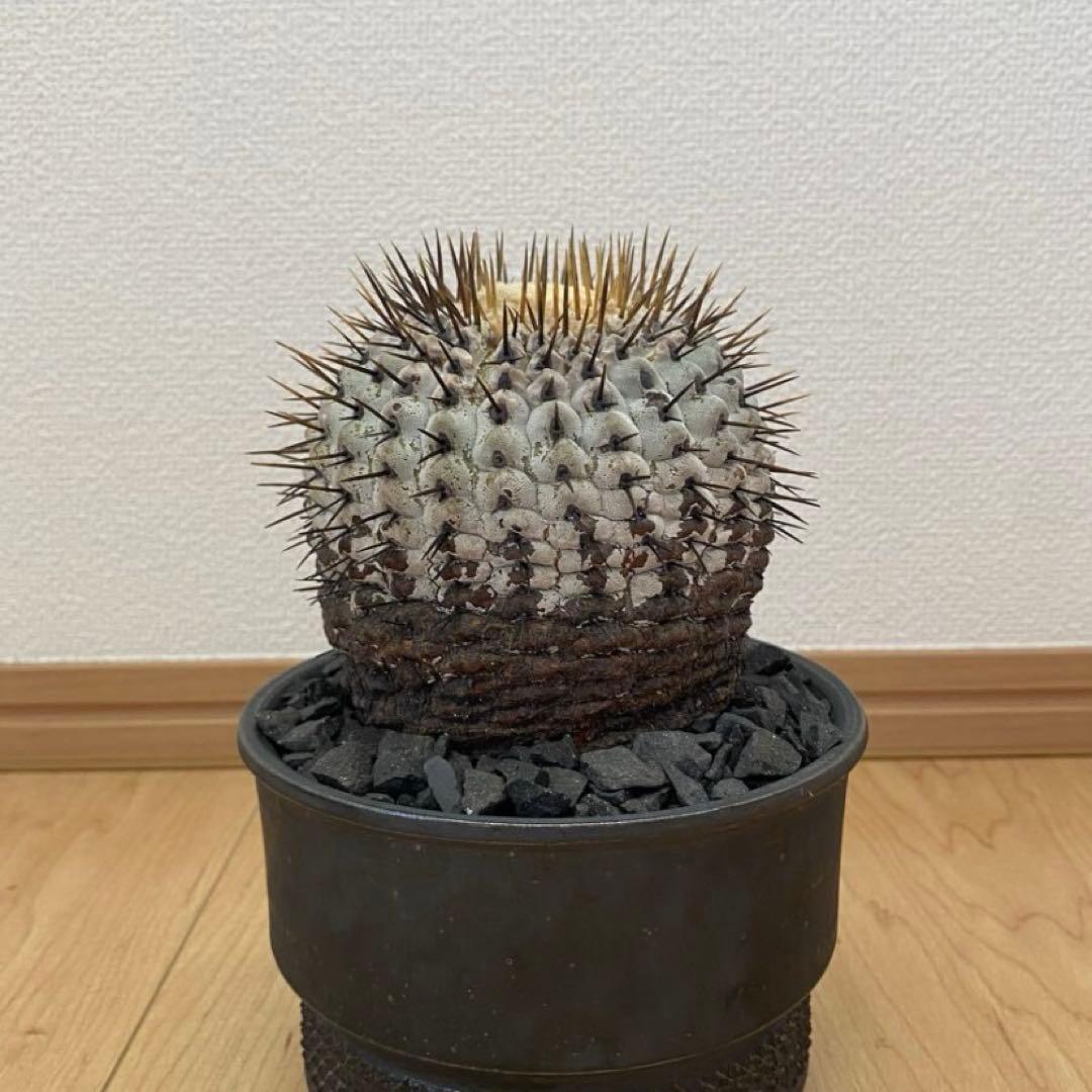 孤竜丸　現地球　激ヤバ　超真っ白肌　コレクション株　コルムナアルバ