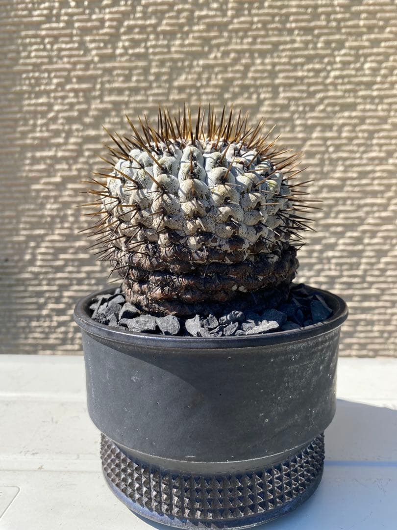 孤竜丸　現地球　激ヤバ　超真っ白肌　コレクション株　コルムナアルバ