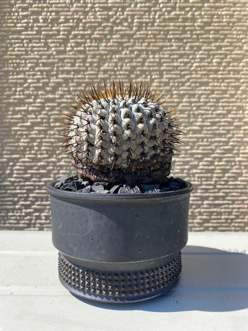 孤竜丸　現地球　激ヤバ　超真っ白肌　コレクション株　コルムナアルバ