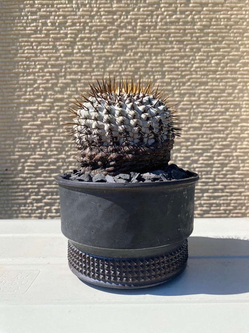 孤竜丸　現地球　激ヤバ　超真っ白肌　コレクション株　コルムナアルバ