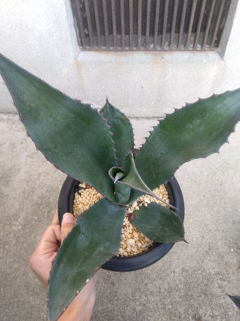 アガベ　アトロビレンス　ミラビリス　カキコ　3株セット❗　き