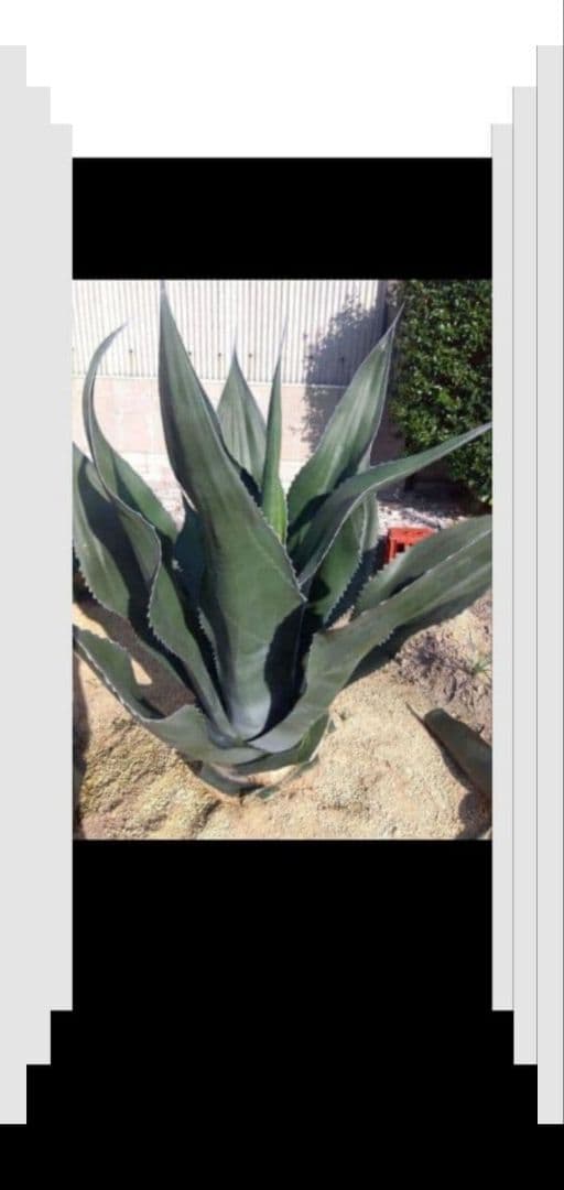 アガベ　アトロビレンス　ミラビリス　カキコ　3株セット❗　き