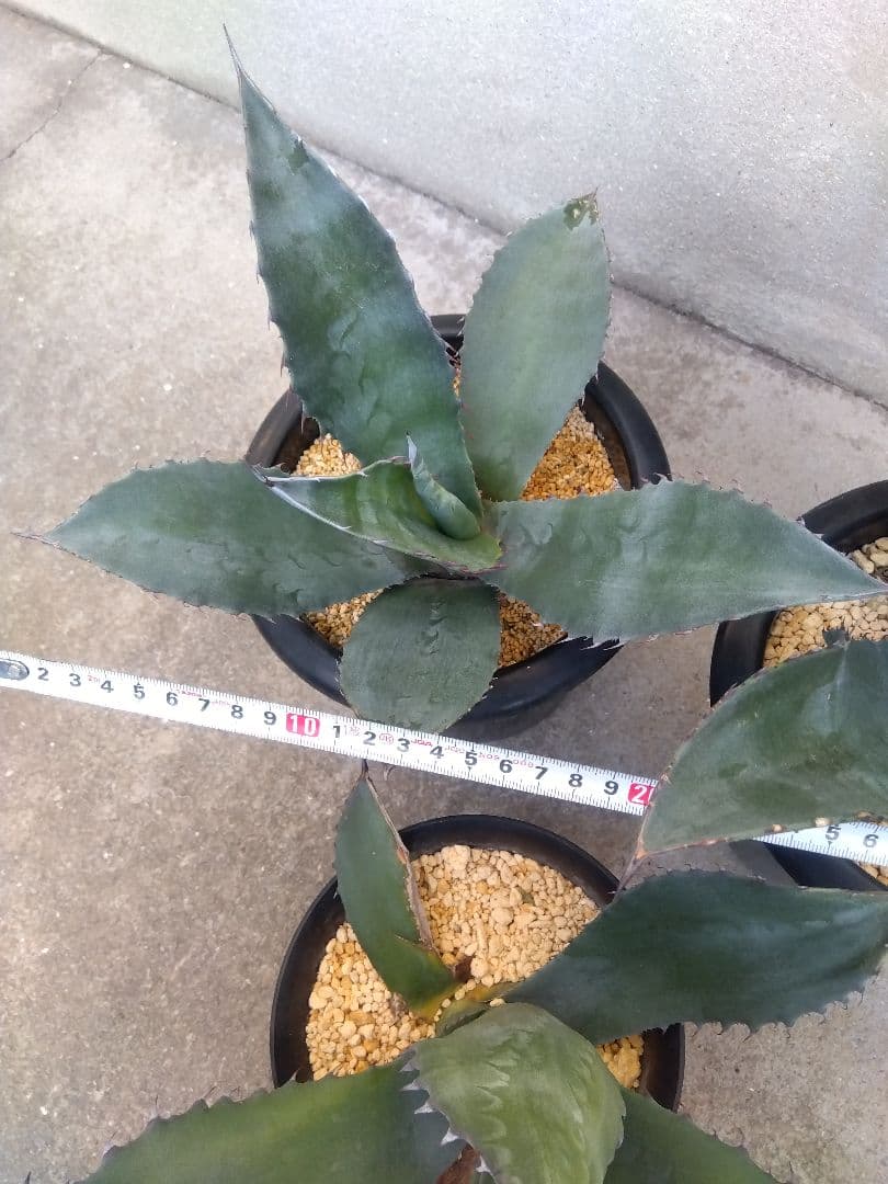 アガベ　アトロビレンス　ミラビリス　カキコ　3株セット❗　き