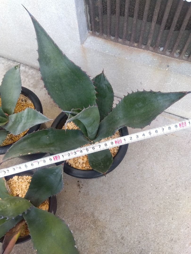 アガベ　アトロビレンス　ミラビリス　カキコ　3株セット❗　き