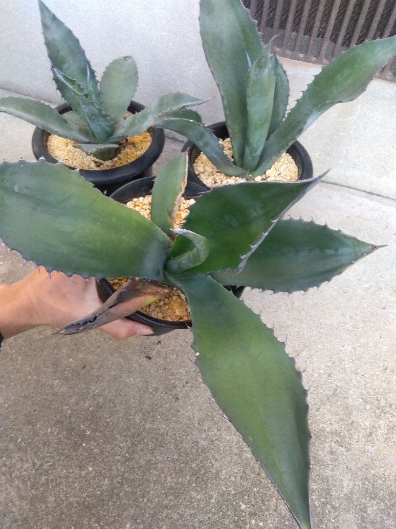 アガベ　アトロビレンス　ミラビリス　カキコ　3株セット❗　き