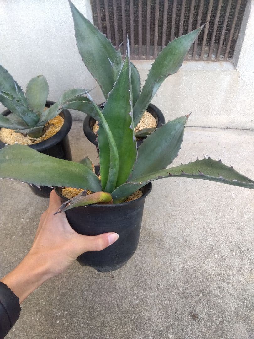 アガベ　アトロビレンス　ミラビリス　カキコ　3株セット❗　き