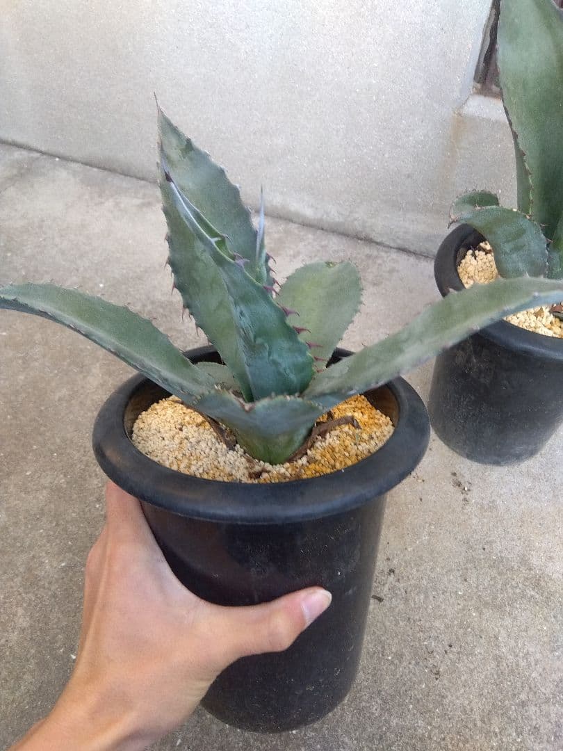 アガベ　アトロビレンス　ミラビリス　カキコ　3株セット❗　き