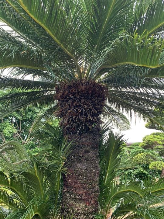 ソテツ　メス木　特大株　ドライガーデン　ロックガーデン　カルフォルニアスタイル