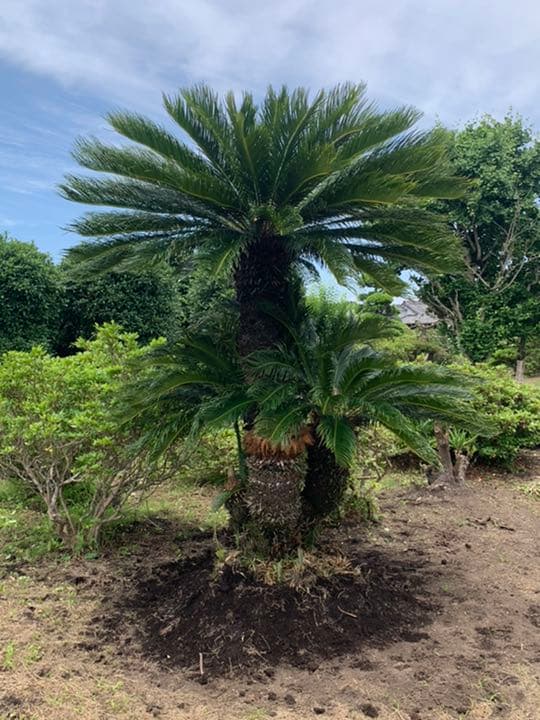 ソテツ　メス木　特大株　ドライガーデン　ロックガーデン　カルフォルニアスタイル