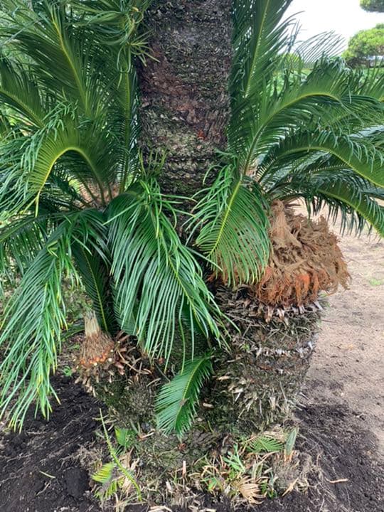 ソテツ　メス木　特大株　ドライガーデン　ロックガーデン　カルフォルニアスタイル