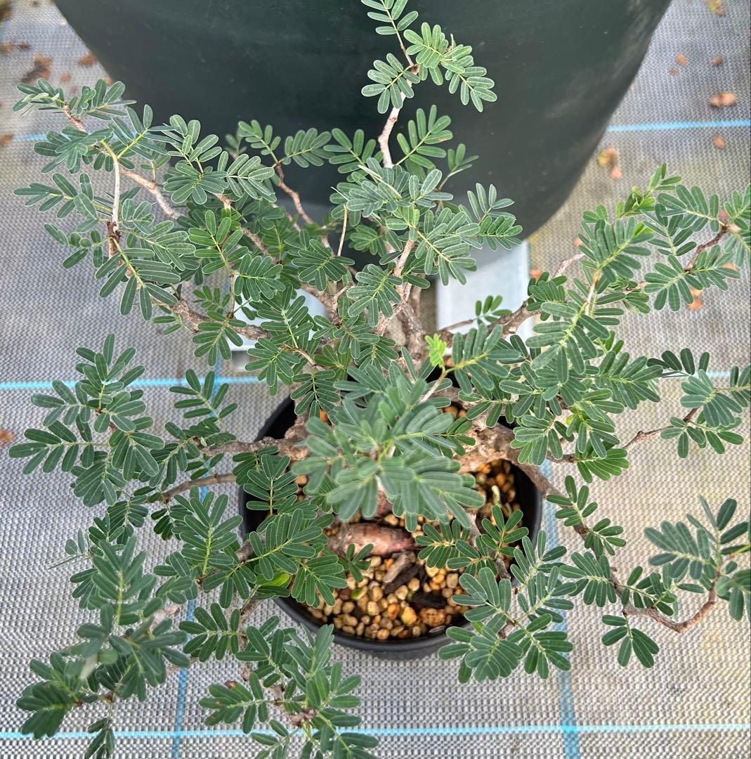 センナ　メリディオナリス　超美株