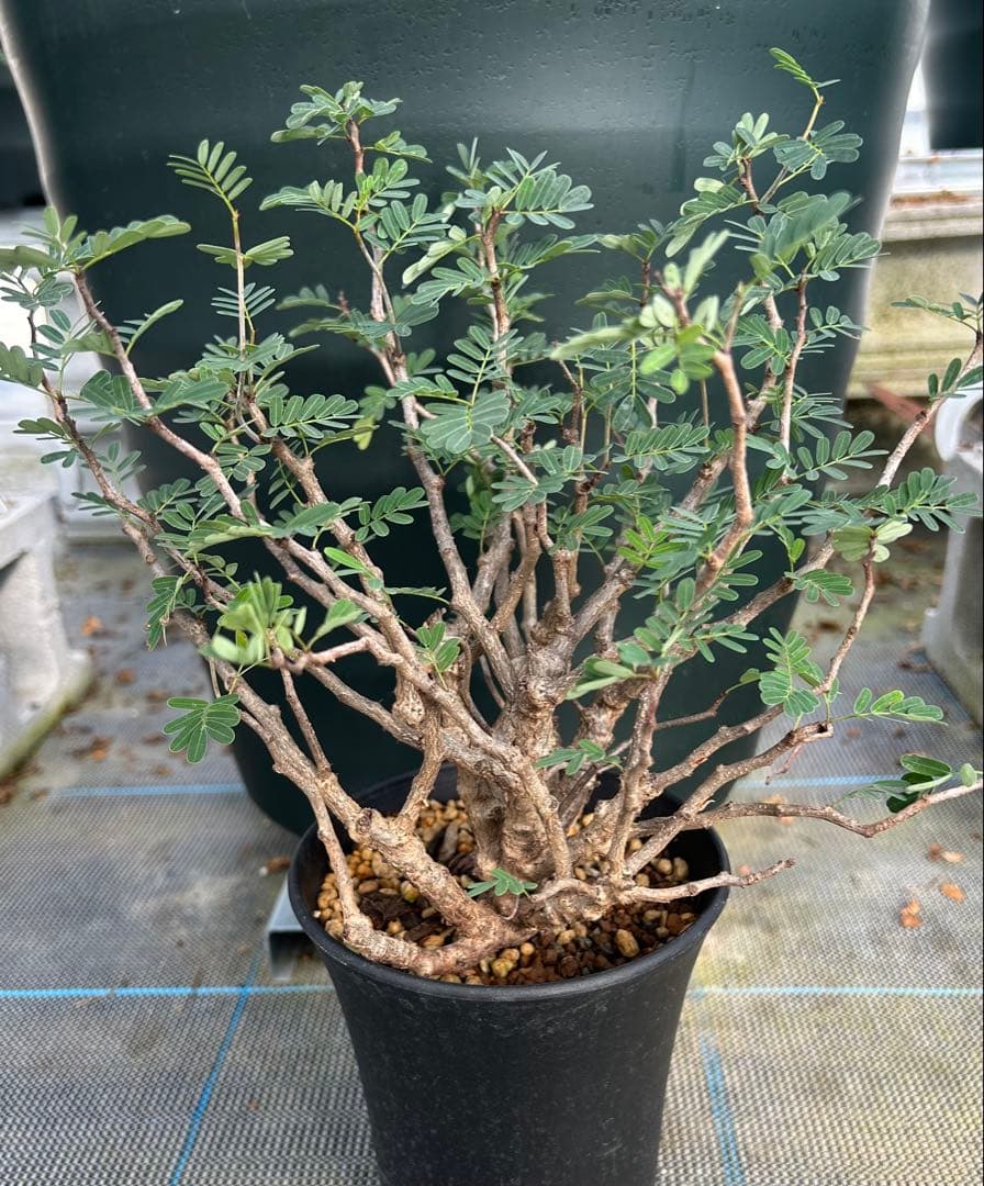 センナ　メリディオナリス　超美株