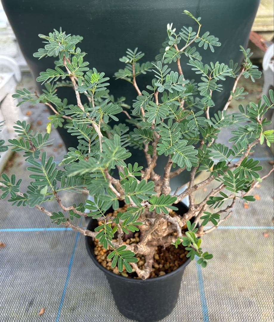 センナ　メリディオナリス　超美株