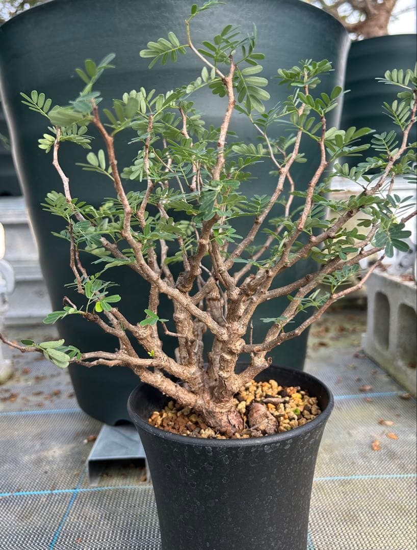 センナ　メリディオナリス　超美株