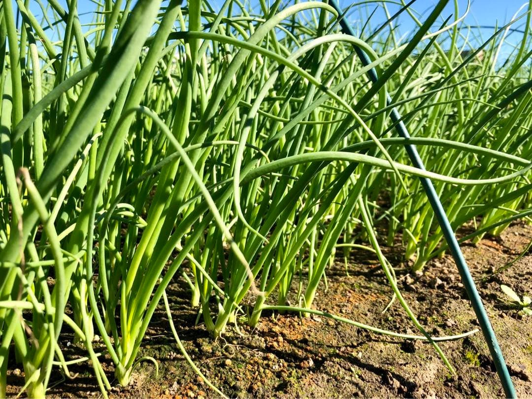 インプサン　七宝2000本