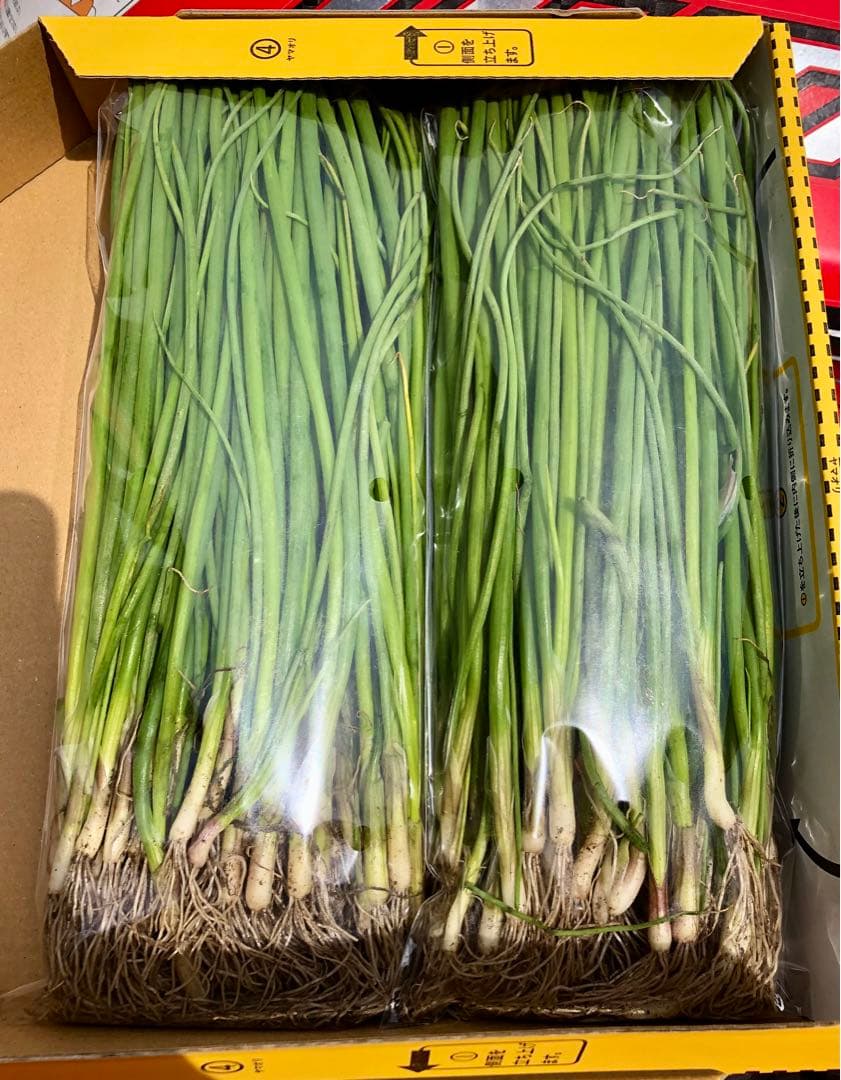 インプサン　七宝2000本