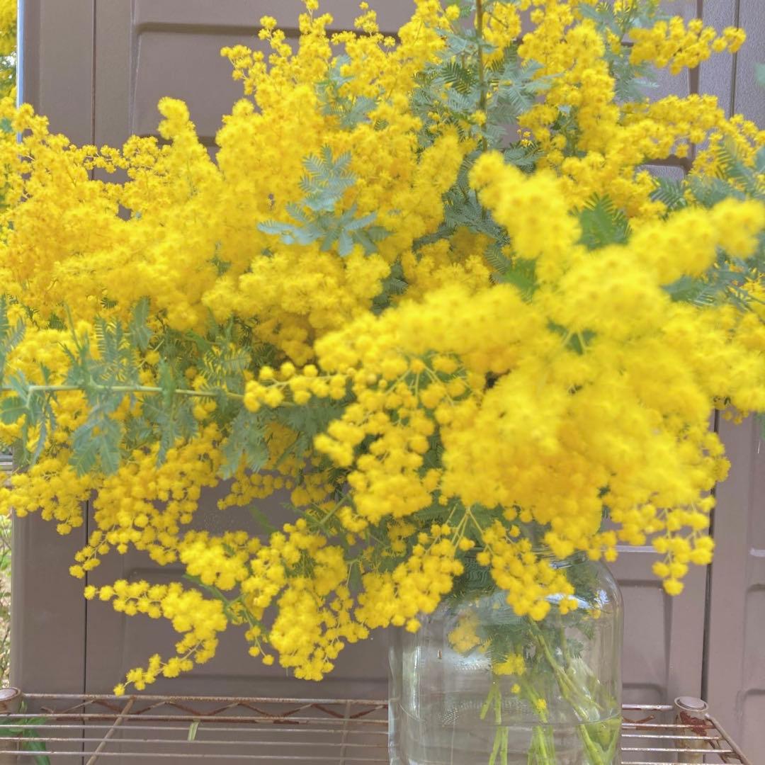 本日発送☆ミモザ 生花 フレッシュ 80サイズ - メルカリ