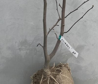 《現品》白モクレン　スノーホワイト　樹高0.9ｍ（根鉢含まず）65【庭木/苗木】