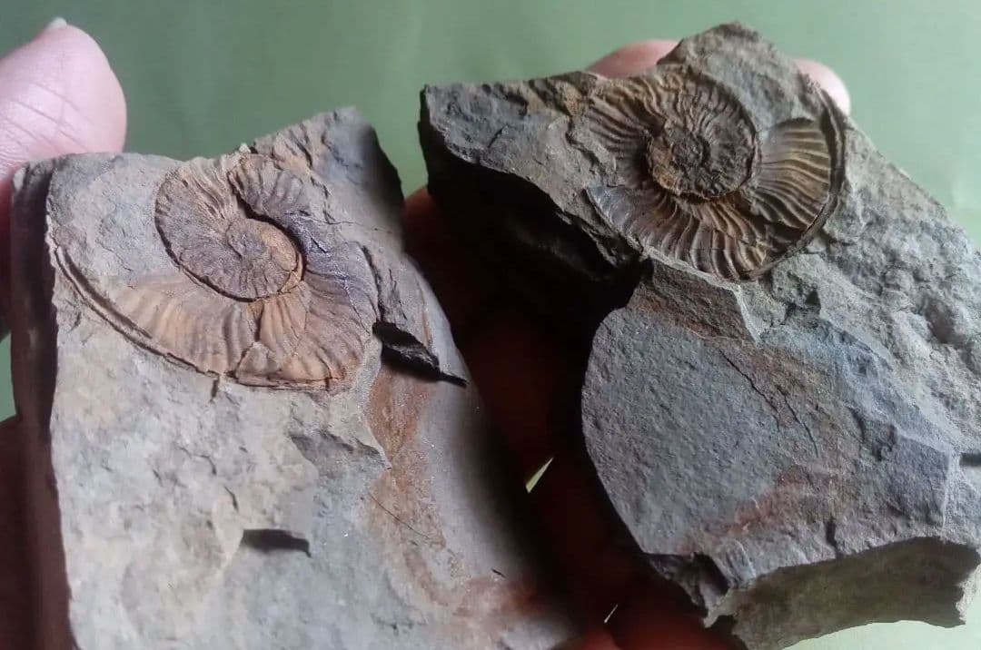 山口県産　アンモナイト　美麗標本　クレビセラス　極希少