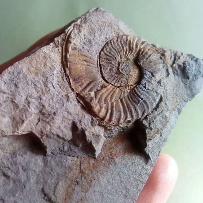 山口県産　アンモナイト　美麗標本　クレビセラス　極希少