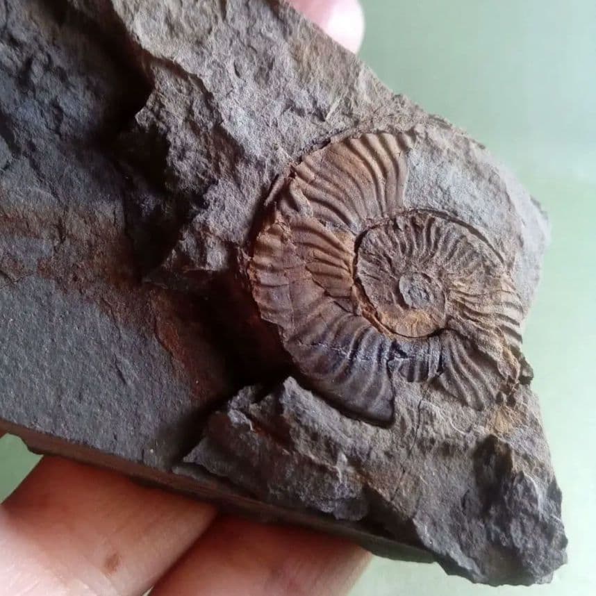 山口県産　アンモナイト　美麗標本　クレビセラス　極希少