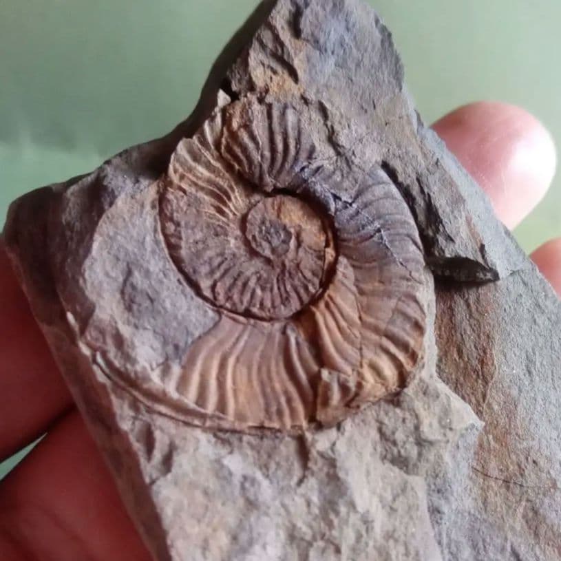 山口県産　アンモナイト　美麗標本　クレビセラス　極希少