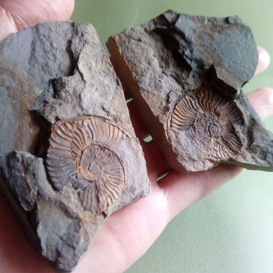 山口県産　アンモナイト　美麗標本　クレビセラス　極希少